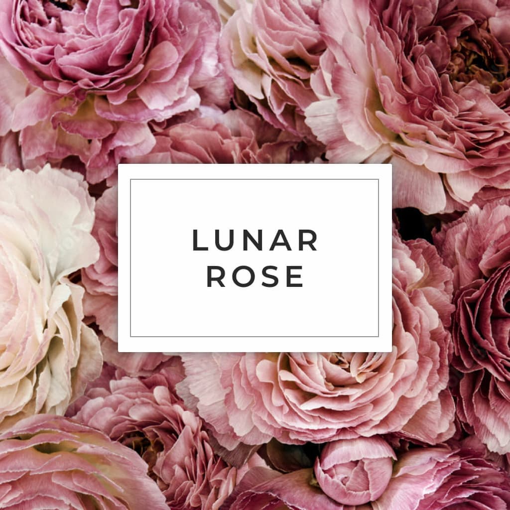 le voa fragrance lunar rose